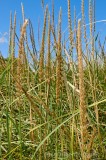 CFGcz44.jpg 85276