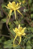 CFGd474.jpg 60779