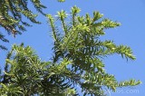CFGd839.jpg 62103