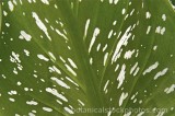 CFGd914.jpg 65048
