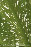 CFGd915.jpg 65049