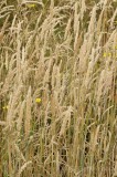 CFGda58.jpg 85390