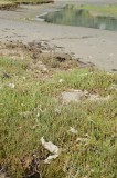 CFGda70.jpg 85402