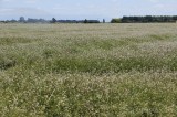 CFGde05.jpg 85738
