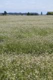 CFGde06.jpg 85739