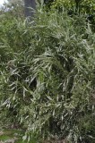 CFGde38.jpg 85771