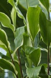 CFGde53.jpg 85786