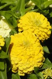 CFGde66.jpg 85799