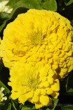 CFGde67.jpg 85800
