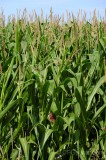 CFGde97.jpg 85830