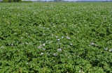 CFGde98.jpg 85831