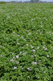 CFGde99.jpg 85832