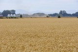 CFGdf07.jpg 85840