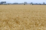 CFGdf08.jpg 85841