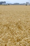CFGdf09.jpg 85842