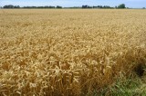 CFGdf10.jpg 85843