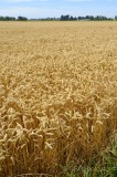 CFGdf11.jpg 85844
