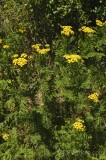 CFGdf28.jpg 85861