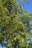 CFGdf70.jpg 85903