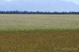 CFGdh29.jpg 86062