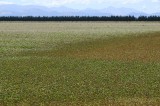 CFGdh30.jpg 86063