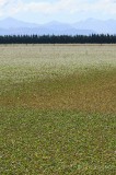 CFGdh31.jpg 86064