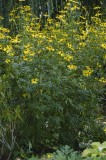 CFGdh43.jpg 86076