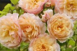 CFGdh65.jpg 86098