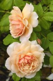 CFGdh67.jpg 86100