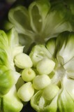 CFGdh73.jpg 86106