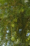CFGdi09.jpg 86142