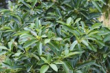 CFGdj87.jpg 86320