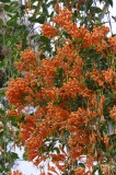 CFGdn05.jpg 86638