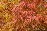 CFGdn09.jpg 86642