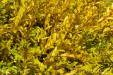CFGdn20.jpg 86653