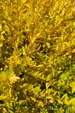 CFGdn21.jpg 86654