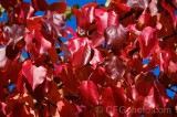 CFGdn35.jpg 86668