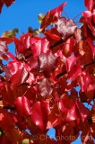 CFGdn36.jpg 86669