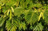 CFGdn37.jpg 86670