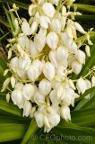 CFGdn42.jpg 86675