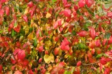 CFGdn63.jpg 86696