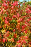CFGdn64.jpg 86697
