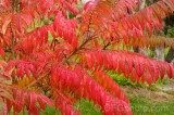 CFGdn72.jpg 86705