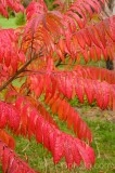 CFGdn73.jpg 86706