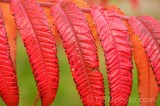CFGdn74.jpg 86707