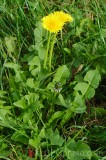 CFGdn75.jpg 86708