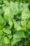 CFGdn77.jpg 86710