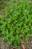 CFGdn78.jpg 86711