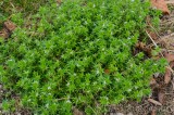 CFGdn79.jpg 86712