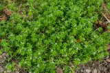 CFGdn80.jpg 86713